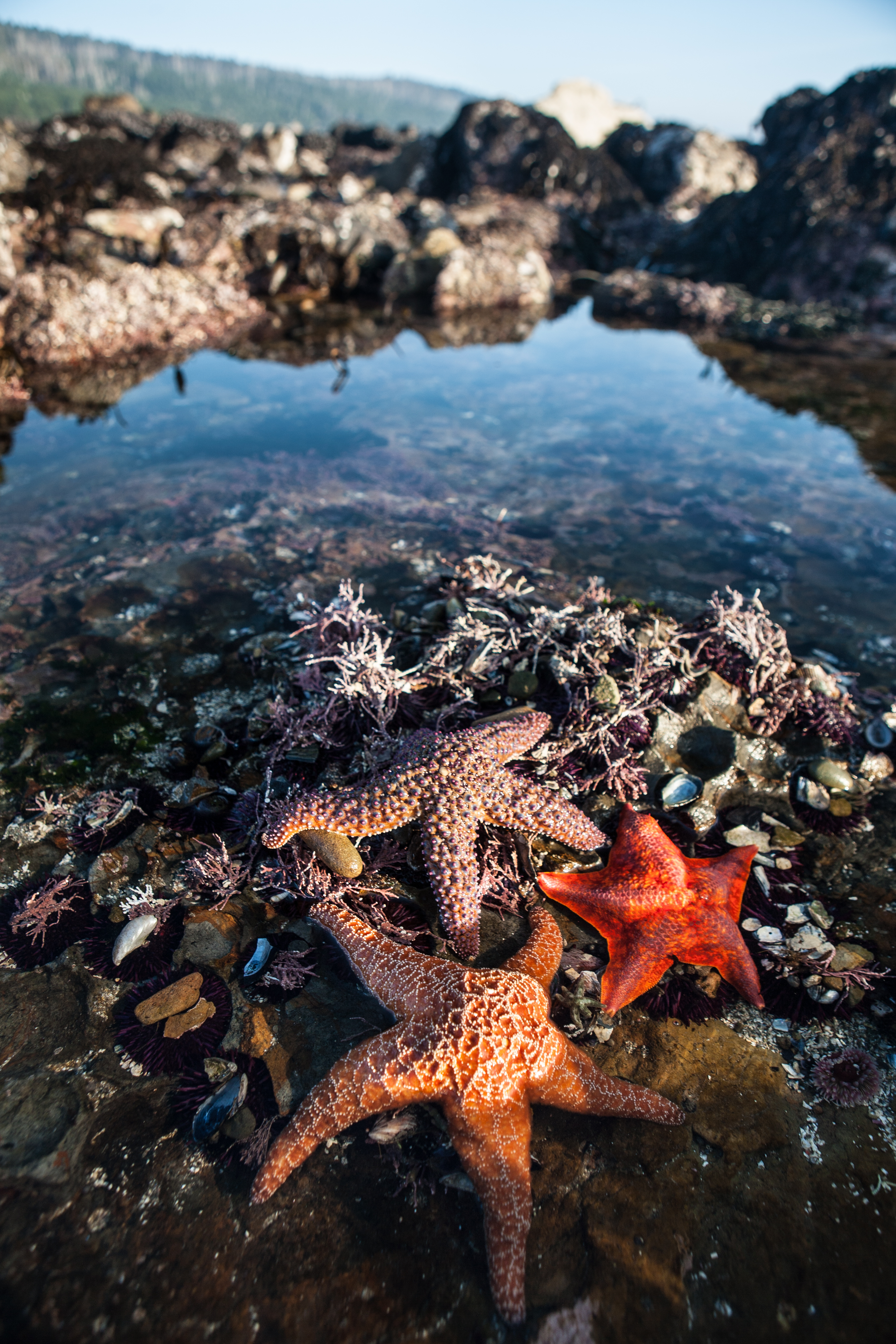 A tidepool with three orange starfish, seagrass, and tiny shells.