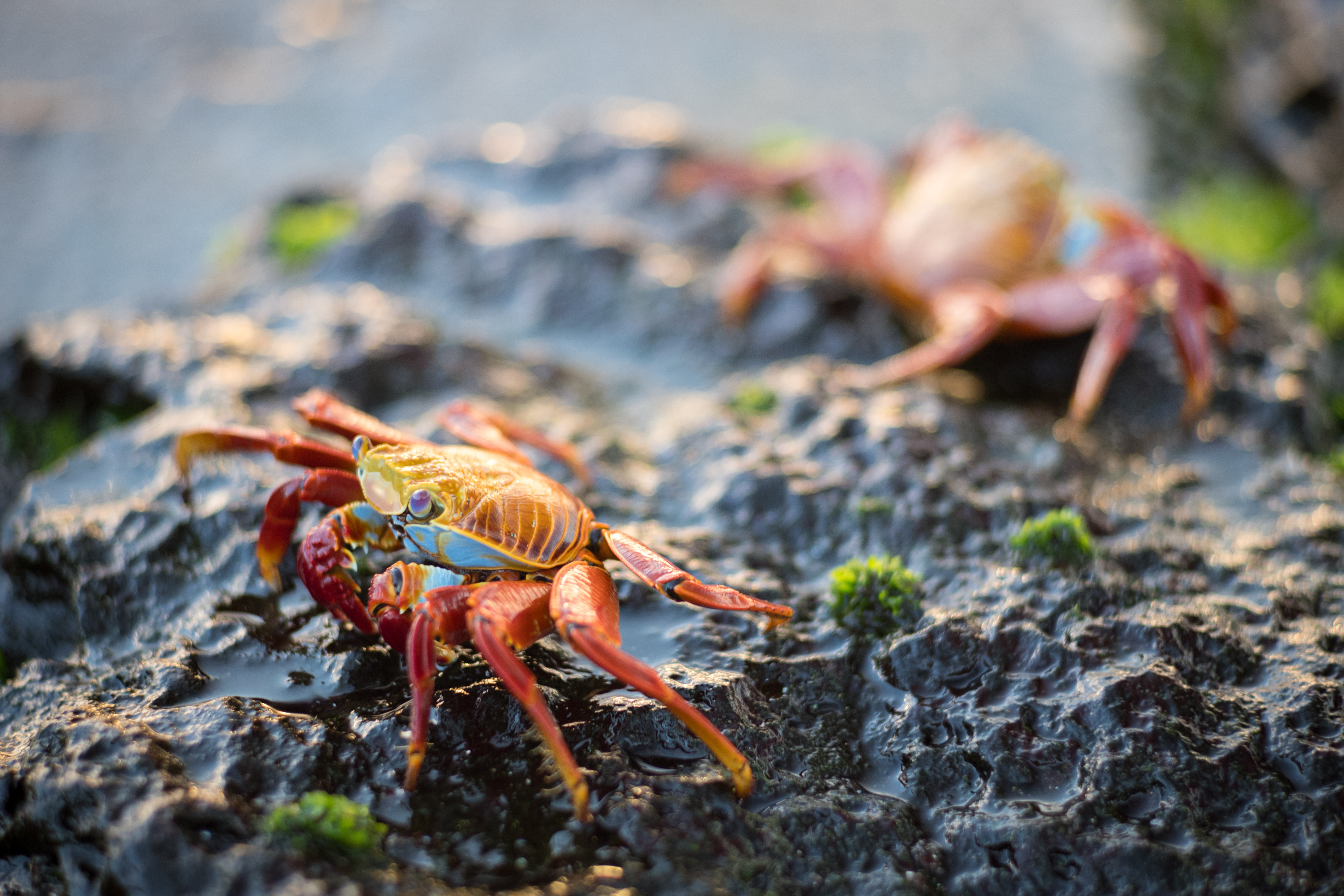 Two orange and blue crabs with yellow stripes sitting on a wet rock with green moss.