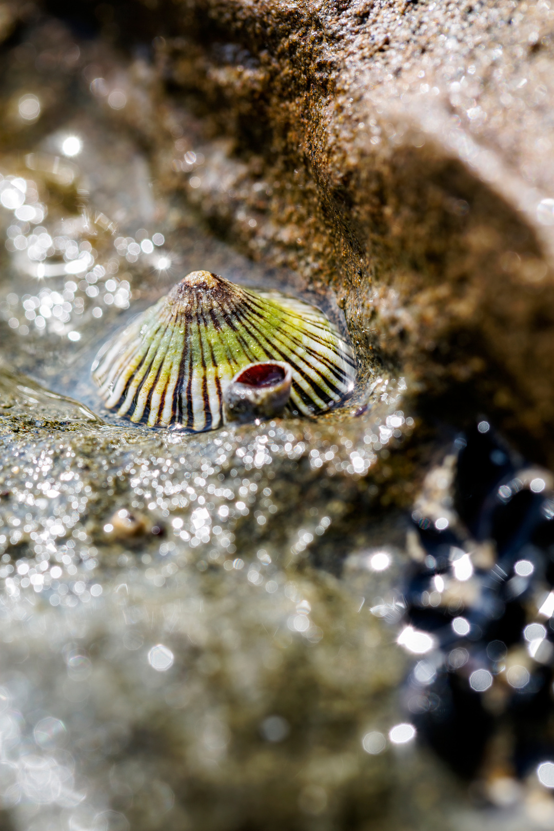 A shell with green and yellow colors sitting on a wet surface.