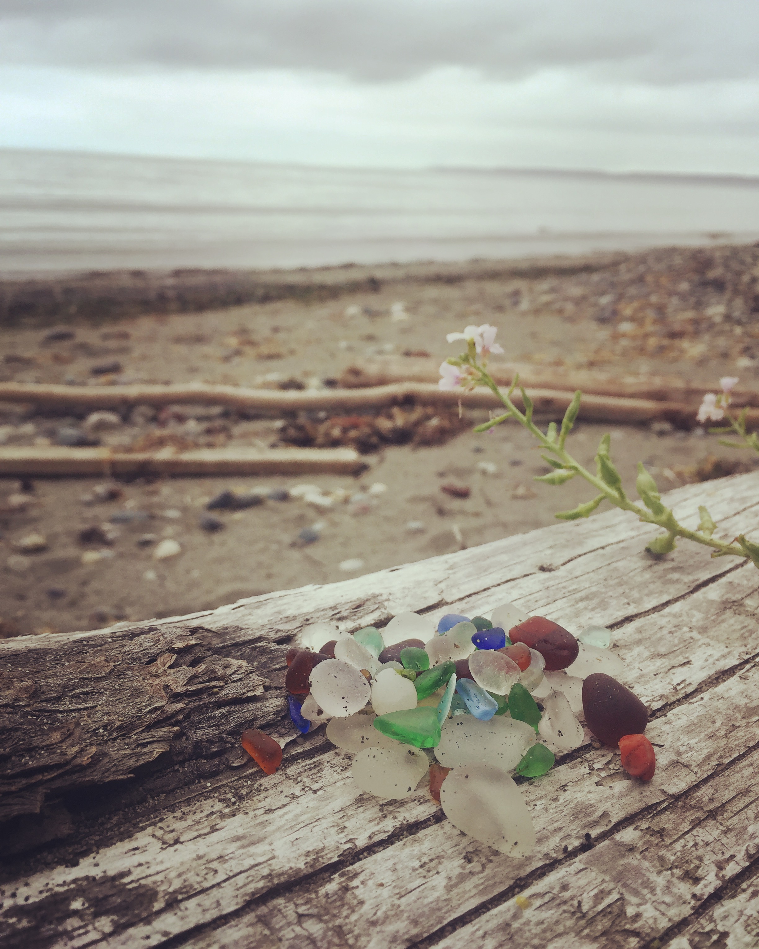 white, brown, blue, and green beach glass sitting on a log on a beach with water and sky in the background