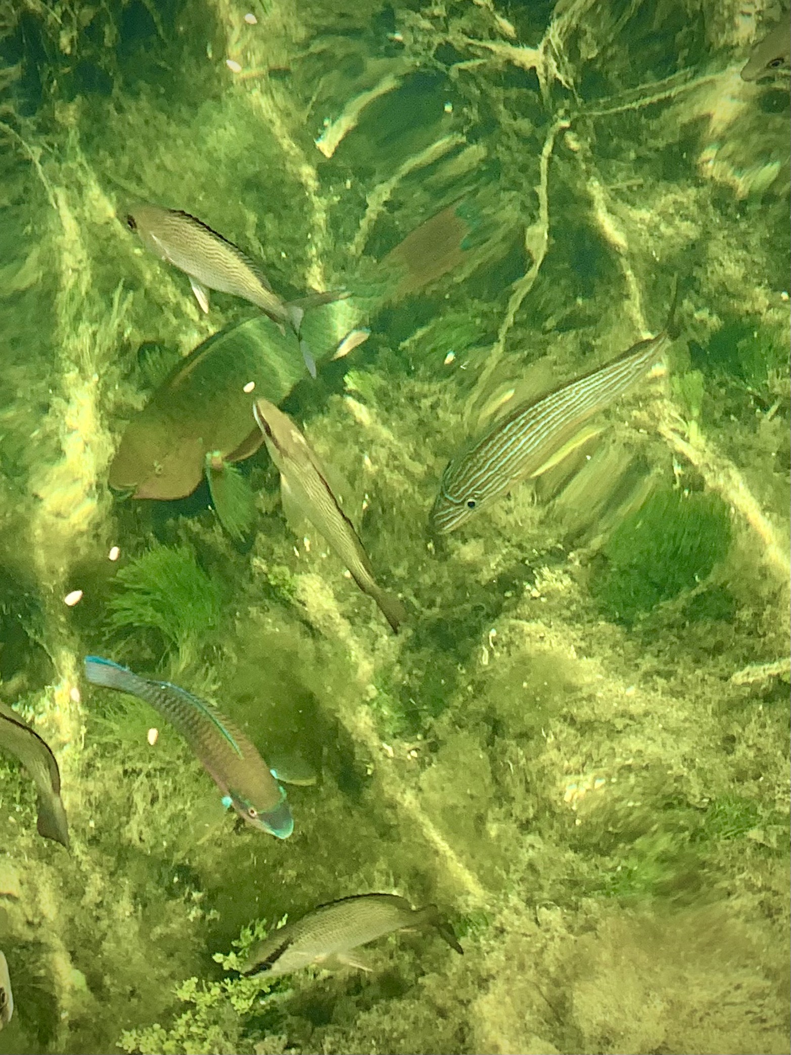 Parrot fish and grunt fish swimming in the water with the sun streaming down.