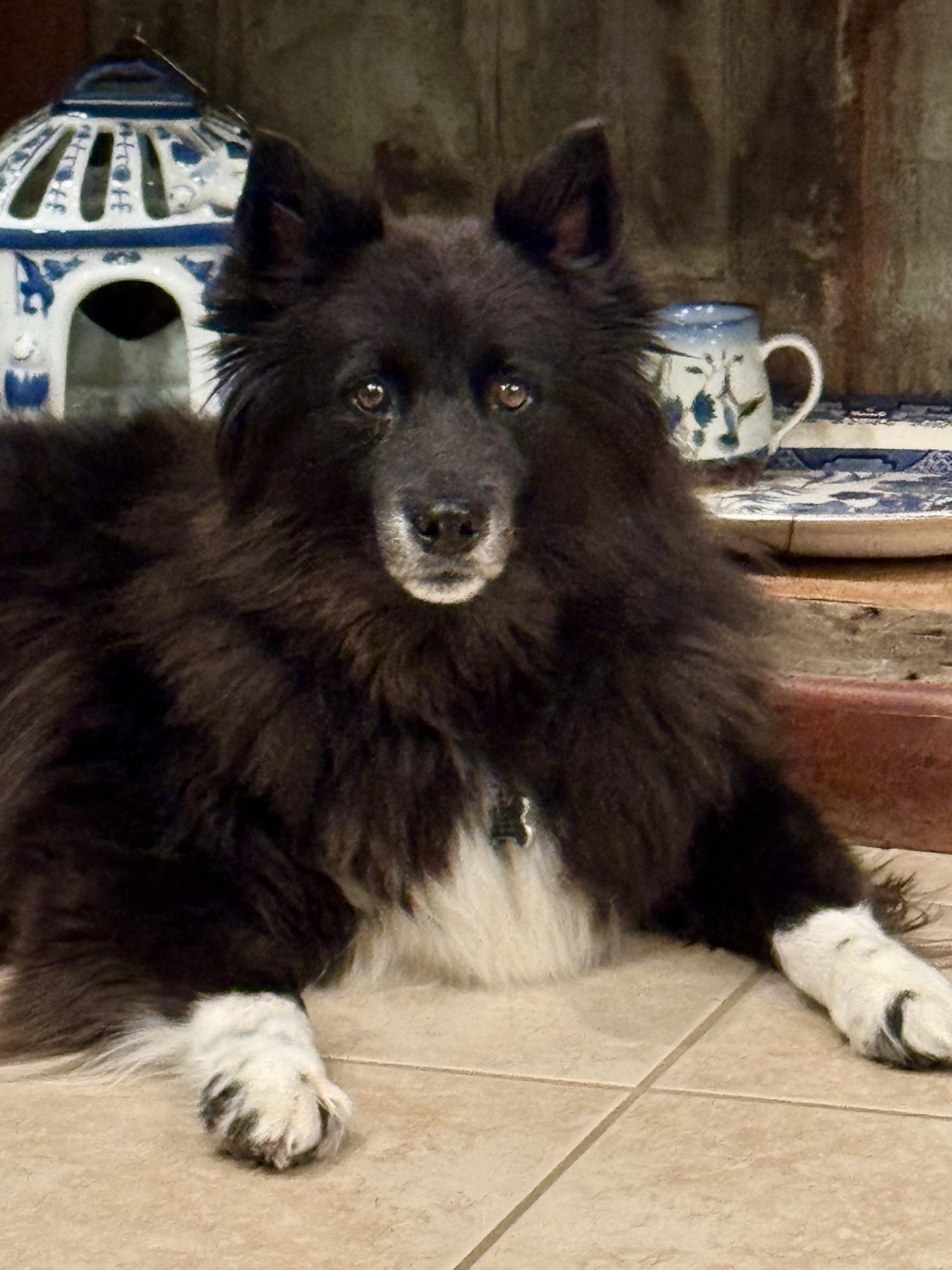 A long-haired black dog with white muzzle, white chest, and white paws with blue and white pottery in the background.