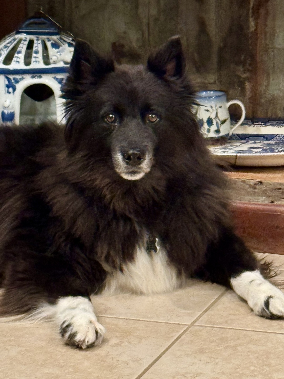 A long-haired black dog with white muzzle, white chest, and white paws with blue and white pottery in the background.